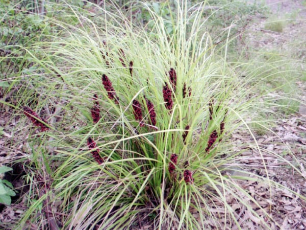 Grasses, Sedges and Herbs