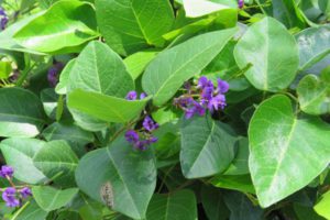 hardenbergia-violaceae